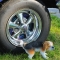 ¿Por qué los perros orinan en las ruedas?