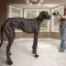 El perro más grande del mundo en el Guinnes