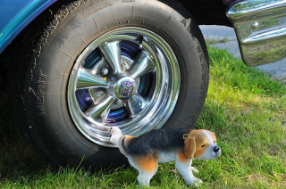 ¿Por qué los perros orinan en las ruedas?