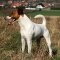 Fox terrier Smooth