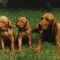 Perros: Preñez y primeros años de vida