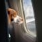 Línea aérea para perros y mascotas