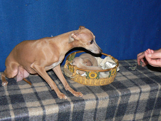 Liliana y Bahiana Bon (Italian Greyhound)